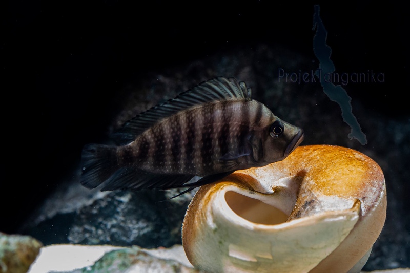 Altolamprologus compressiceps 'Tembwe (Deux)'